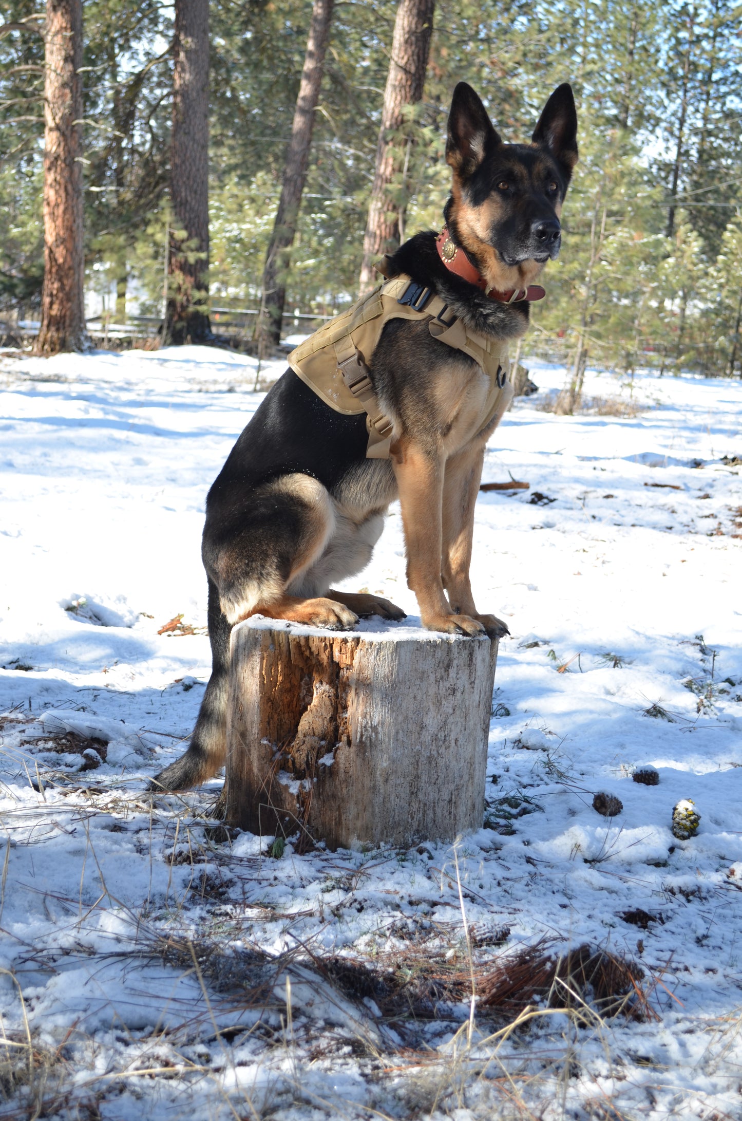 Military Dog Tactical Harness, Collar, and Leash Gear