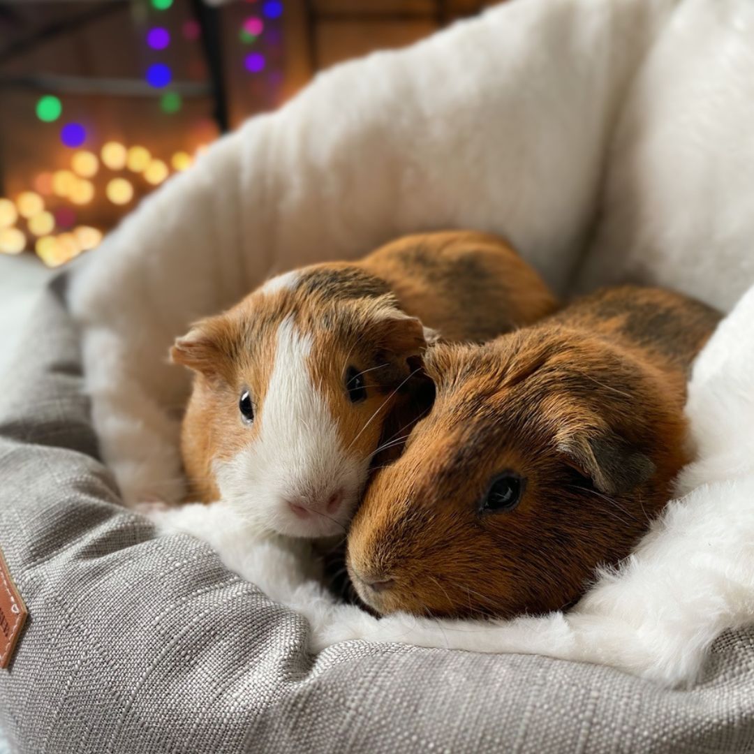 Small Pet Bed Sleeping Bag