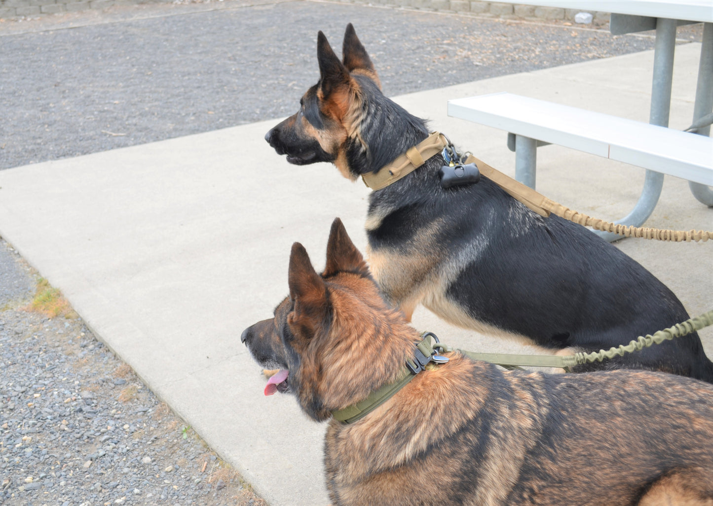 Military Dog Tactical Harness, Collar, and Leash Gear